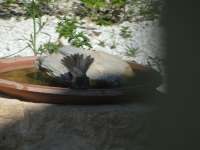 The Last Sparrow Takes A Bath