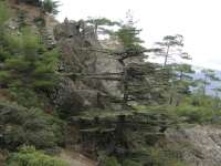 Troodos Cedar Tree