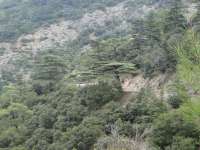 Troodos Cedars Towards Kykkos