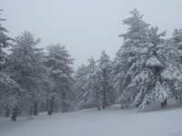 Troodos Snow 2017 14