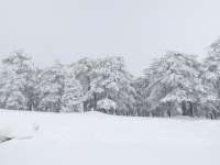 Troodos Snow 2017 20