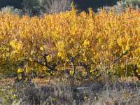 Vineyard In Autumn Closeup