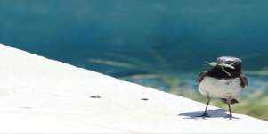 Wheatear On Feeding Trip