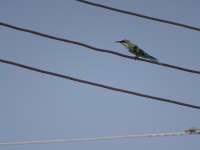 Young Bee Eater