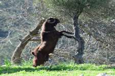 Akamas Goat Eating Olive Leaves