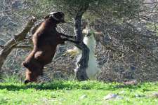 Akamas Goats Eating Olive Leaves 2