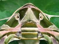 Oleander Hawk Moth Closeup
