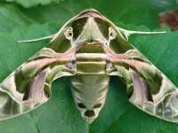 Oleander Hawk Moth