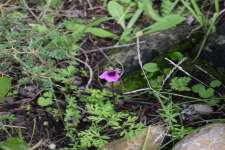 Spring Akamas Flower