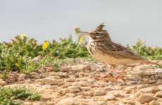 Crested Lark 01 (Galerida Cristata)