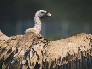 Cypriot vulture threatened with extinction