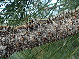 Humans and pets in Cyprus in serious risk from increased presence of pine caterpillars