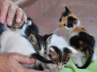 Paphiakos Protest at Paphos Court House On November 14 (10 am) 