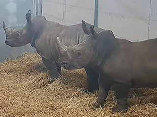 Paphos zoo welcomes two white rhinos (videos)