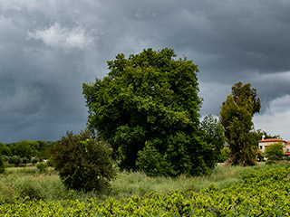 Yellow alert for thunderstorms on Sunday