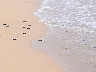 Turtle hatching season in full swing