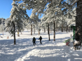Troodos Winter Wonderland - January 2026