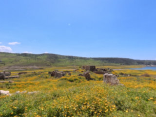 The Amazing Foinikas Flower Display - Cyprus Springtime